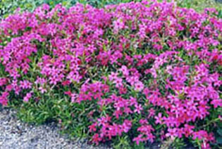 Phlox subulata var setacea